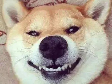 狗狗割了声带有影响吗