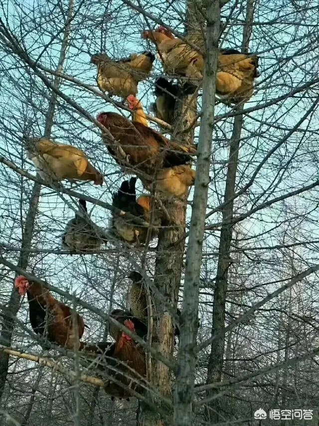 养绿壳蛋鸡有前景吗?有什么好建议?