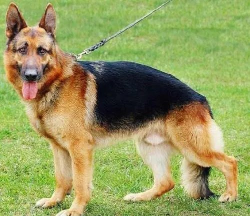 山东青岛宠物殡葬师火葬了千只宠物,你曾以何种方式与自己的宠物告别?