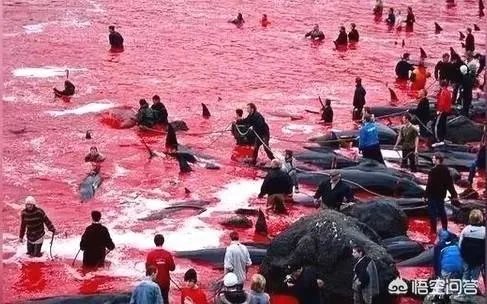 如何看待日本宣布退出国际捕鲸协会？日本为何非要商业捕鲸？