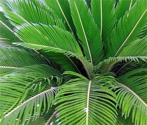 铁树一叶功效作用   铁树一叶生长习性