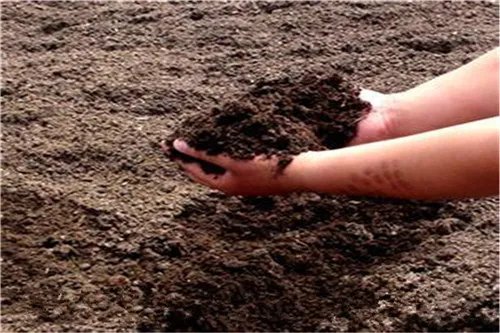 草炭是什么 草炭有哪些用处