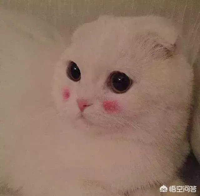 谁有软萌的男生头像？