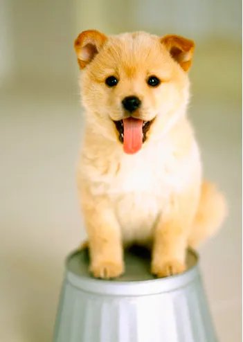 十大名犬分别是哪些品种的?