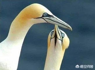 初吻是什么感觉？