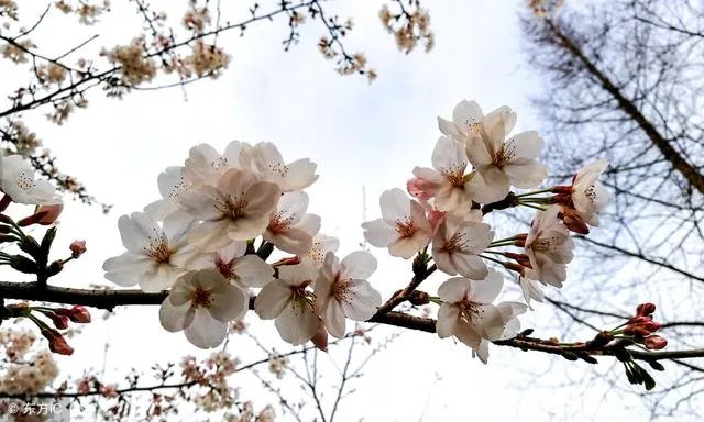南京鸡鸣寺的樱花什么季节开？