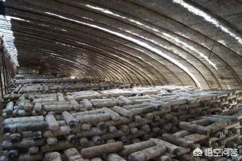 香菇种植方法？