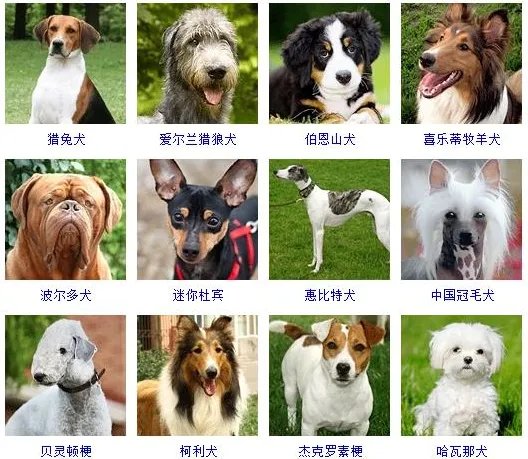 72种名犬图片及名字
