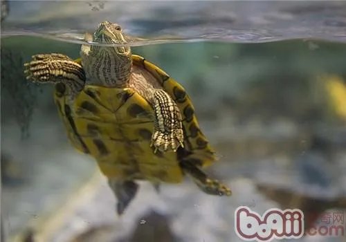 有谁知道家庭如何养乌龟