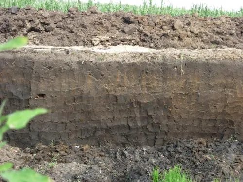 草炭是什么 草炭有哪些用处