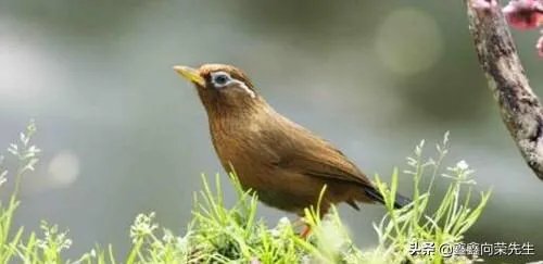 山东山上有野生的画眉吗？