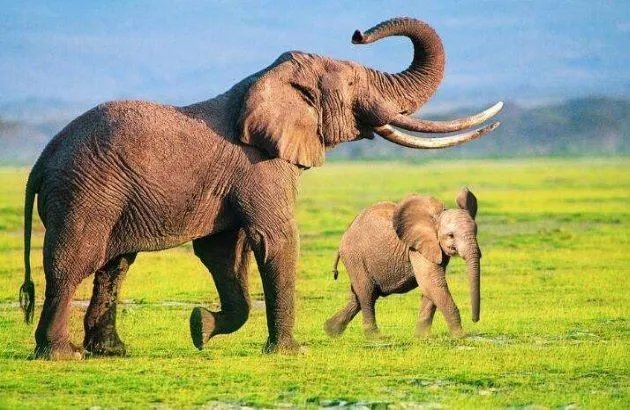 5头大象为救小象跌落瀑布死亡，动物比人更长情吗？