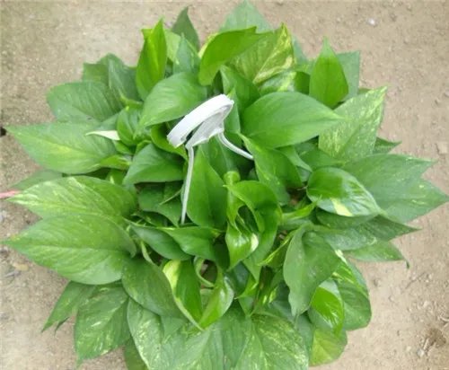 花叶绿萝水培好还是土培好 花叶绿萝有什么作用