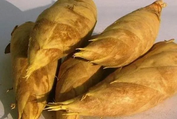 冬笋每斤40元价格贵过肉，冬笋有什么营养价值？