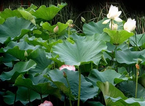 古诗中的春夏秋冬