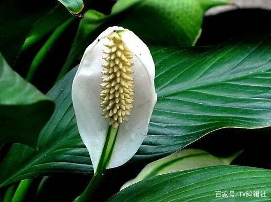 一帆风顺的叶子发黄怎么办呢？