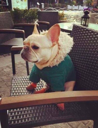 十大名犬分别是哪些品种的?