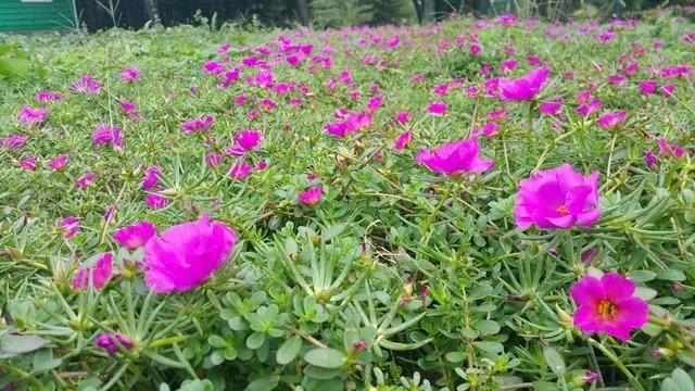 沈阳世博园怎么样?