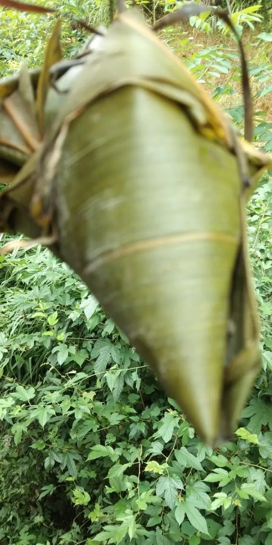 老家的粽子图片