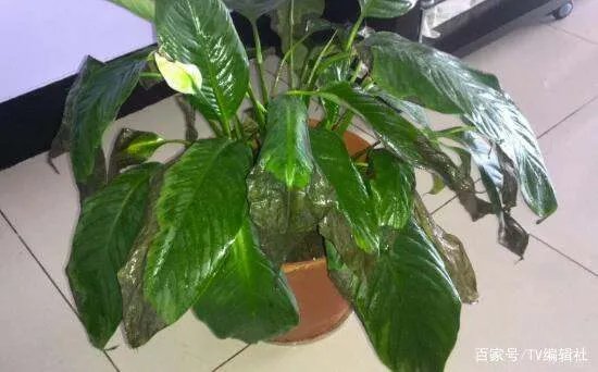 一帆风顺的叶子发黄怎么办呢？