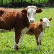 有人说“现在养牛前景大好”，你觉得养牛人应该怎么做？