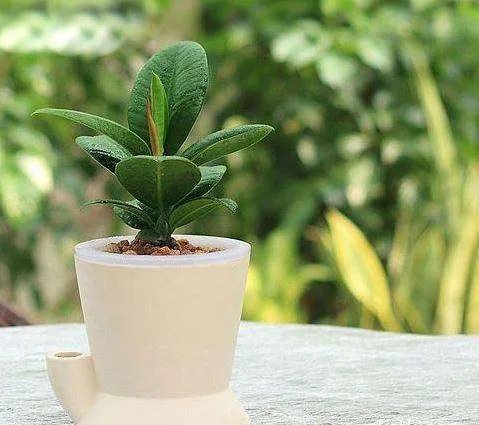 橡皮树的养殖方法