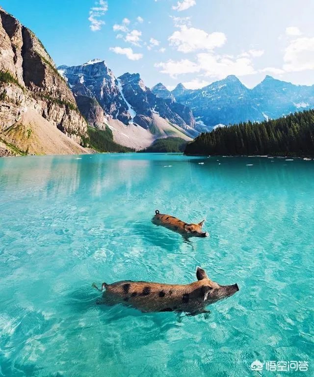 齐齐哈尔大学和中原工学院哪个好