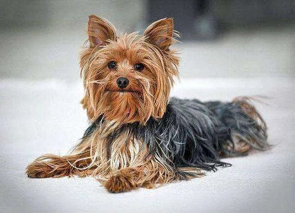 十大名犬分别是哪些品种的?