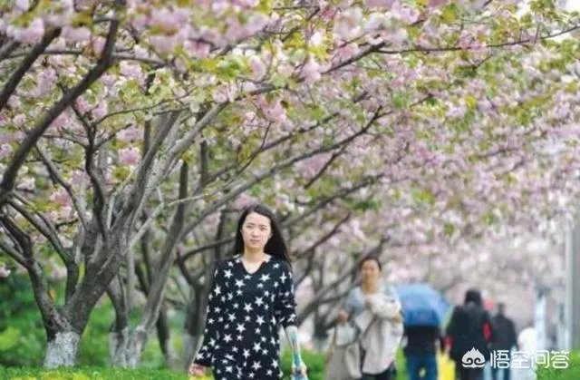 南京鸡鸣寺的樱花什么季节开？
