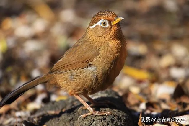 山东山上有野生的画眉吗?