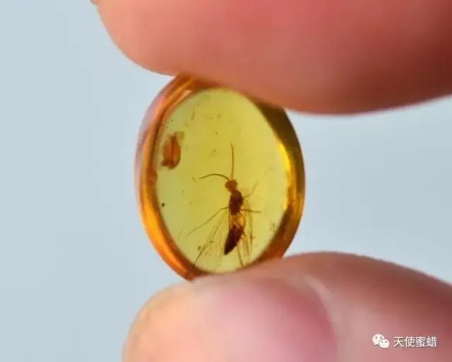 什么是波罗的海琥珀的“三类十别”？