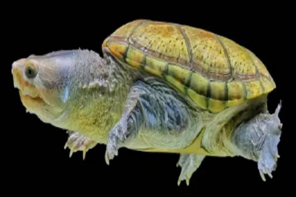 金钱龟的价格？