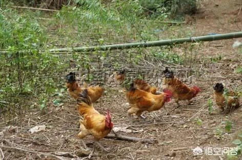 2018年农业的商机有哪些？