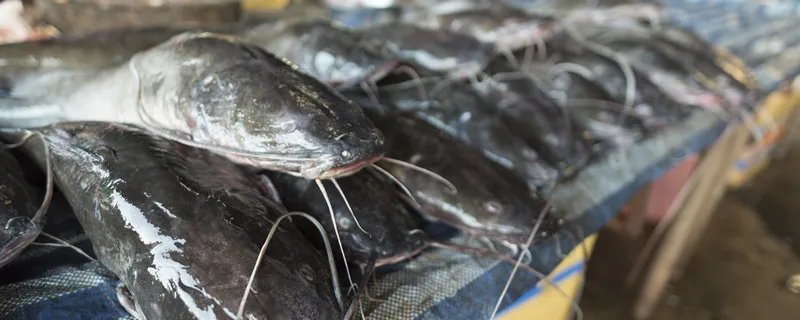 鲶鱼与塘鲺的区别是什么 鲶鱼与塘鲺的区别是什么啊