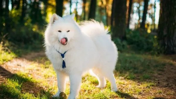 狗狗割了声带有影响吗