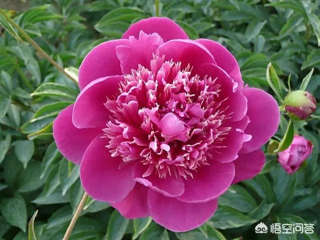 芍药春天怎么养？