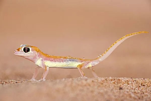 竟然有主播吃壁虎身亡,这是什么心理作祟?