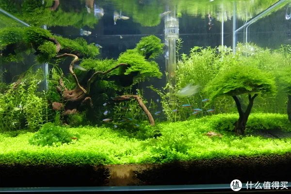 造景 篇一：小白也能玩草缸—聊一聊我的水草缸造景历程