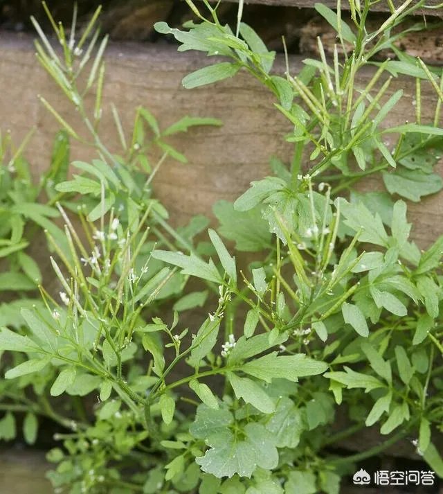 白花碎米荠的功效与作用