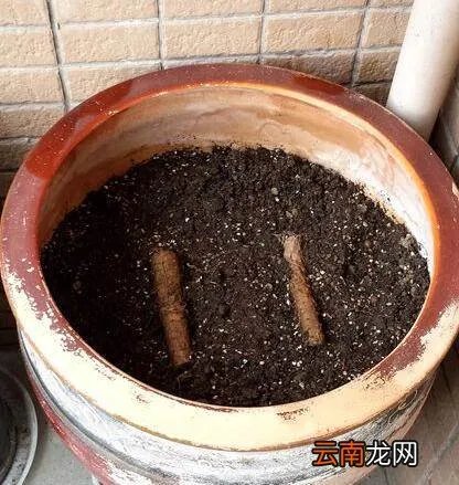 怎样种葡萄视频教程 种植方法 家庭怎么种盆栽葡萄