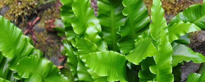 金钱树如何繁殖 金钱树的繁殖方法