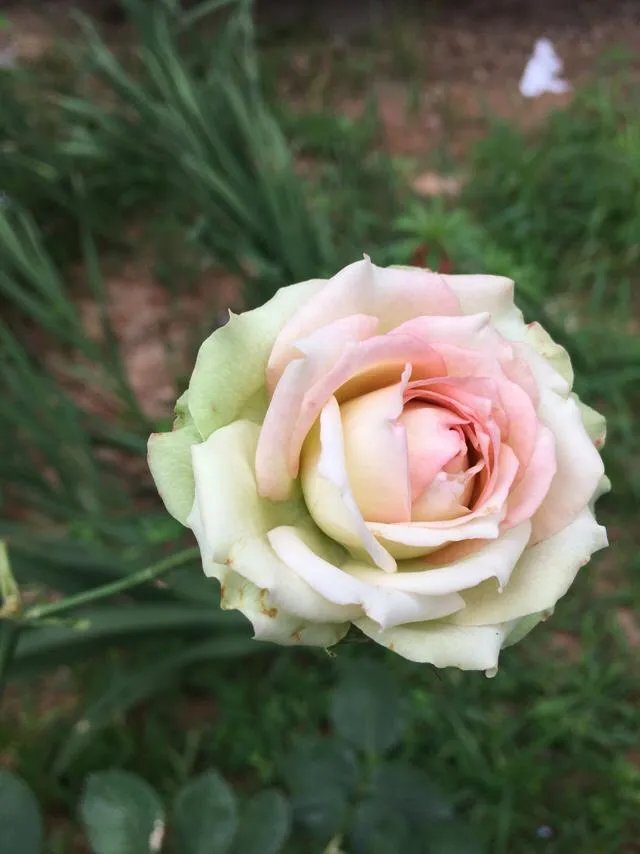 为什么很多人都说“千万不要买宿迁的花”？