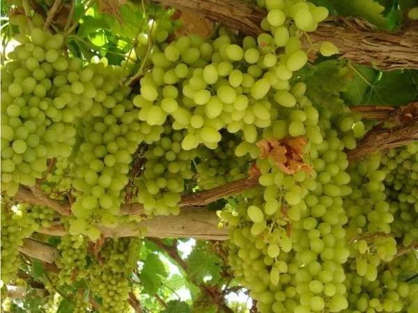 为什么那么多人喜欢去新疆旅游？新疆的旅游业是否很发达？