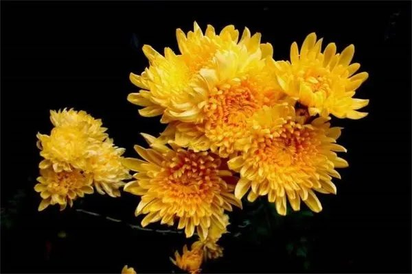 菊花开过和没开过的区别 菊花开在什么季节