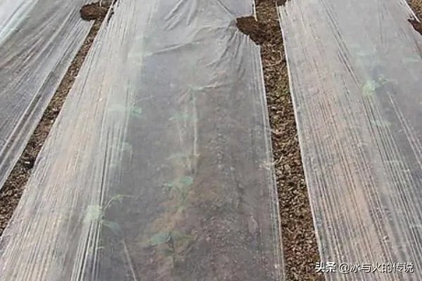 腊梅种子怎么种植？