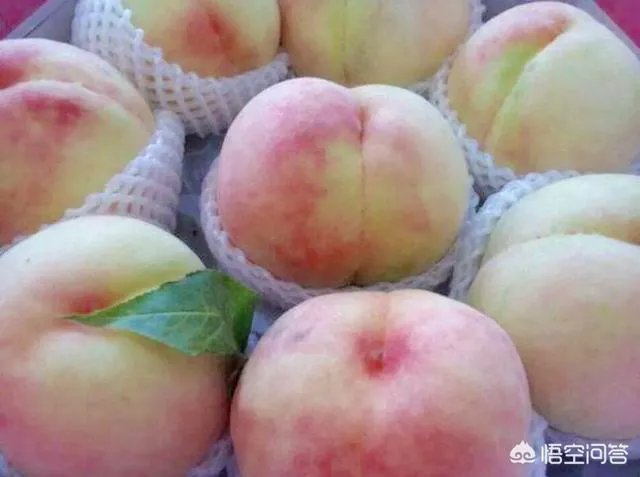 苏州哪里的水蜜桃口感好？