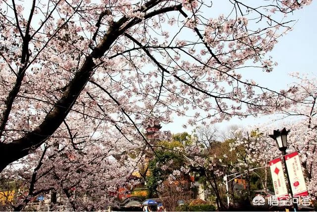 南京鸡鸣寺的樱花什么季节开？