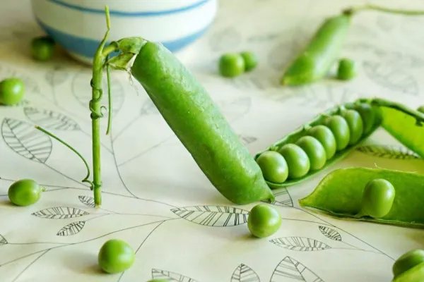 一个豆荚里的五粒豆，提出五个问题。