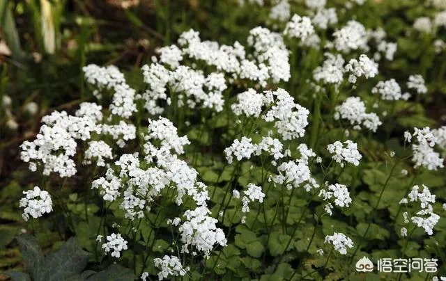 白花碎米荠的功效与作用