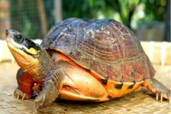 金钱龟的价格？